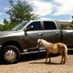 Illustration for article titled Wow, Heavy Duty pickups just keep getting bigger and bigger